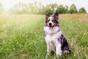 Australian Shepherd