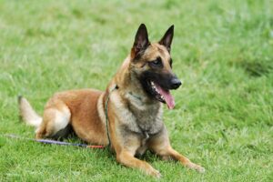 Belgischer Malinois