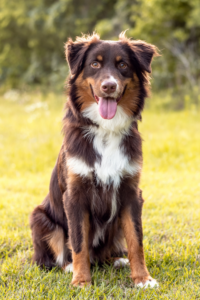 Australian-Shepherds