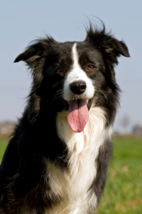 Border-Collies-Schaeferhunde