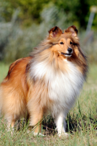 Shetland-Sheepdogs