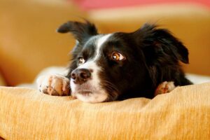 auswirkungen einer verstopften nase auf das wohlbefinden eines hundes