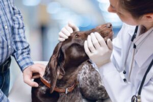 diagnose und behandlung einer verstopften nase