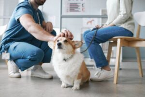 ich suche tierärztliche hilfe bei zugrunde liegenden gesundheitsproblemen