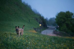 nachtsicht bei hunden