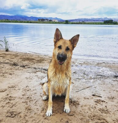 rassenbeschreibung-schaeferhund