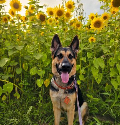 schaeferhund-bilder-und-beschreibung