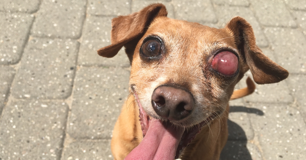 Eiternde-Hundeaugen