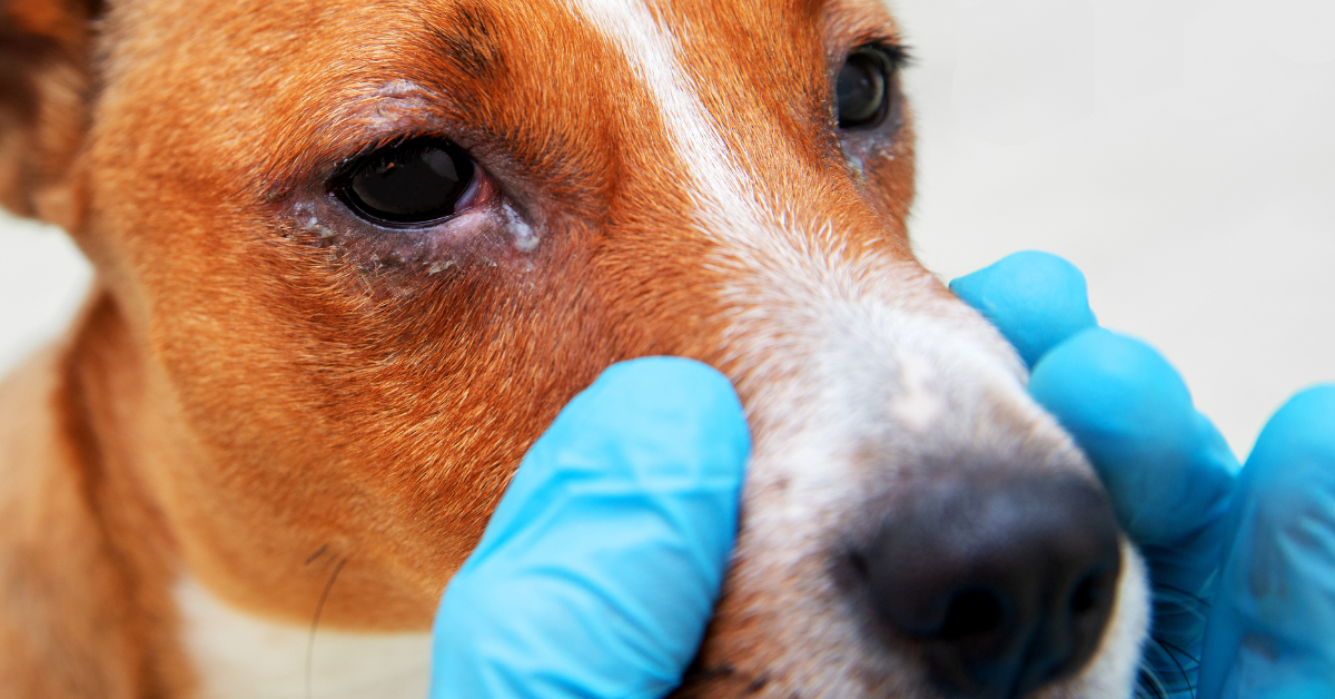 Hundegesundheit Fieber senken leicht gemacht