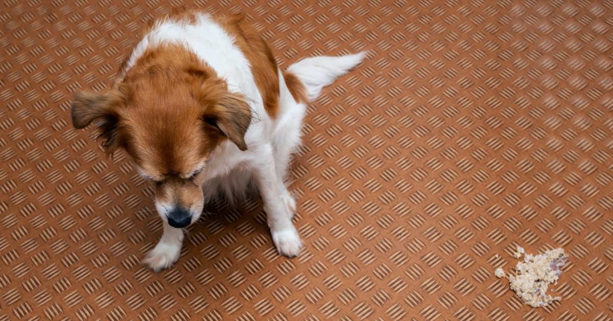 Tierarzt-Hilfe-Hund-Erbrechen