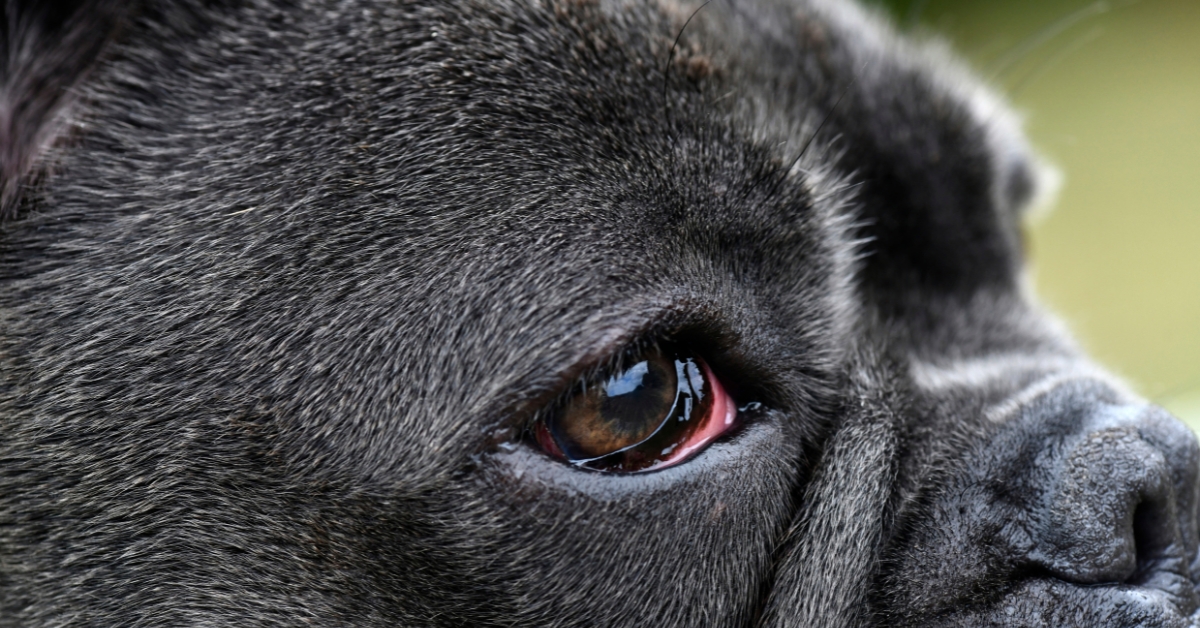 Tierarzt-Hundeaugen