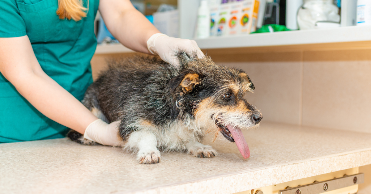 Wie man das Fieber bei Hunden senkt