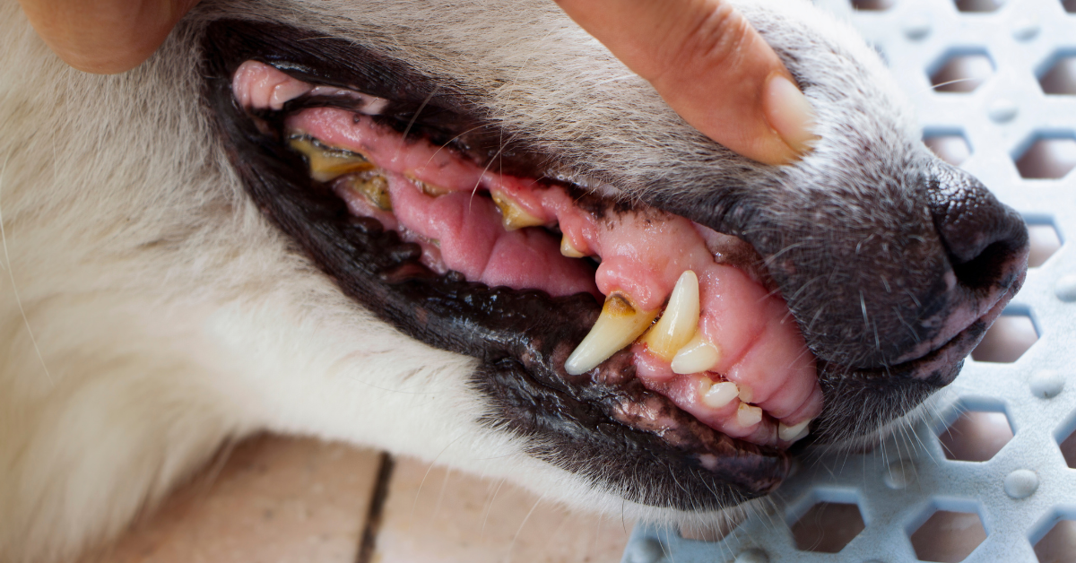 Zahnreinigung für Hunde