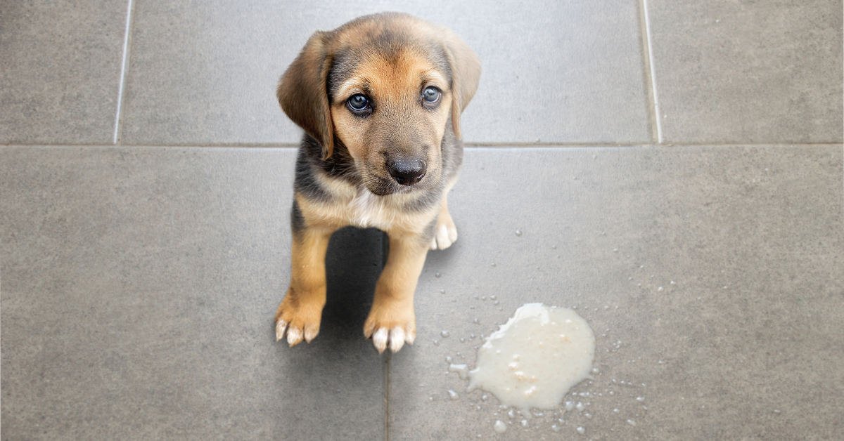 hund-erbricht-braun