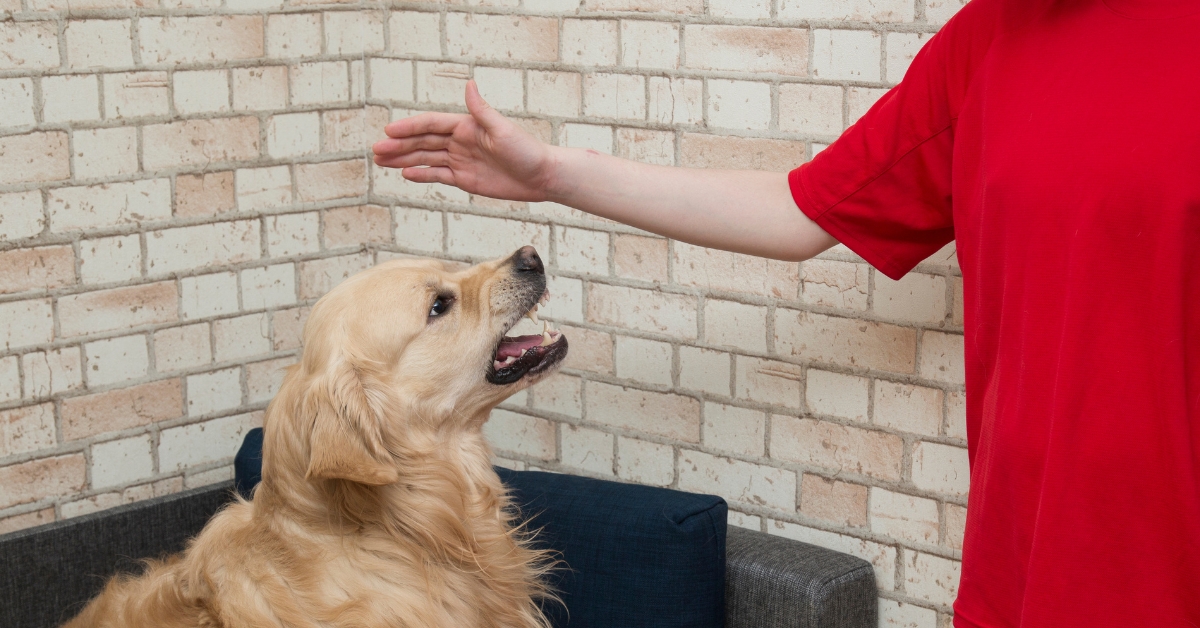 strafen-hund-richtig-erziehen