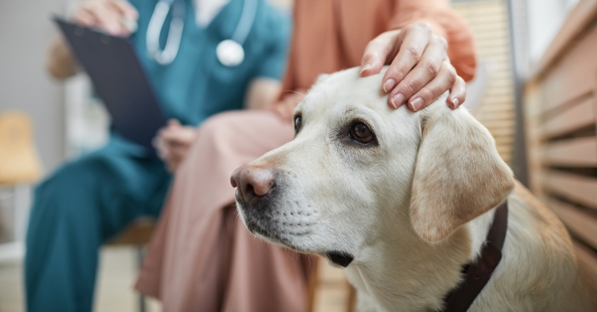 Hunde-Gedächtnisverlust