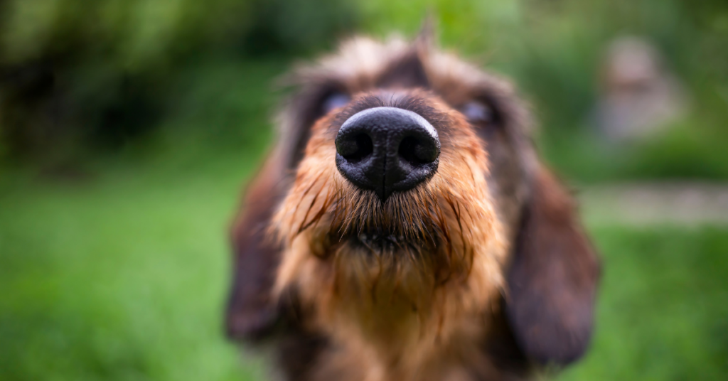 Trockene Nase Beim Hund Ursachen Behandlungen Und Pr Vention