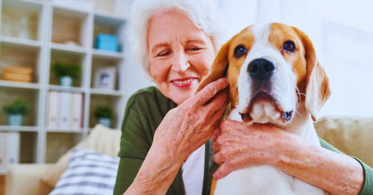 Wie kannst du deinen Hund schützen und unterstützen