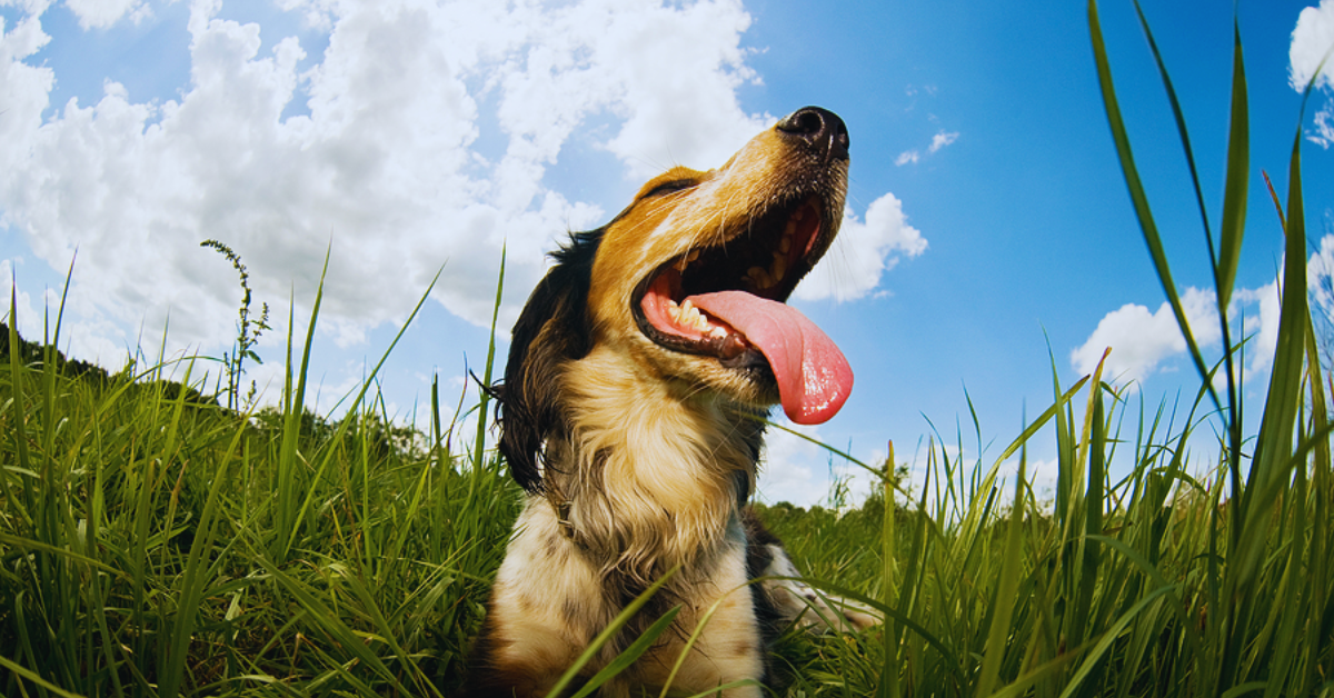 hund-atmet-schnell