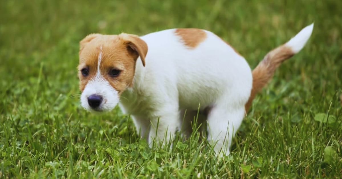 hund-blut-im-stuhl