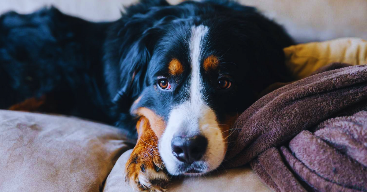 hund-gegen-depressionen