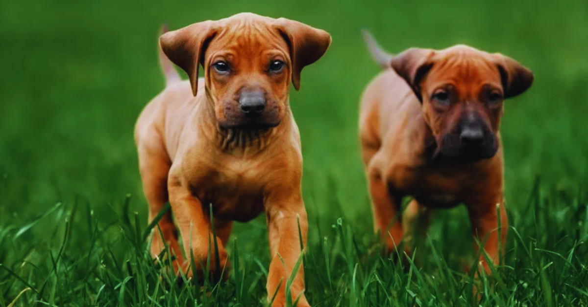 hund-verschenken