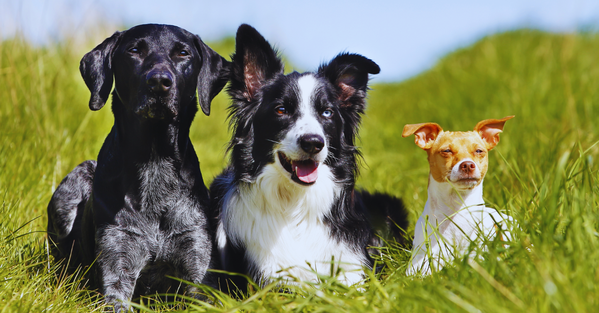 welcher-hund-passt-zu-mir-test