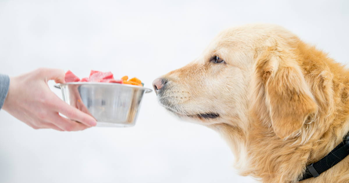 Hundefutter selber kochen Test