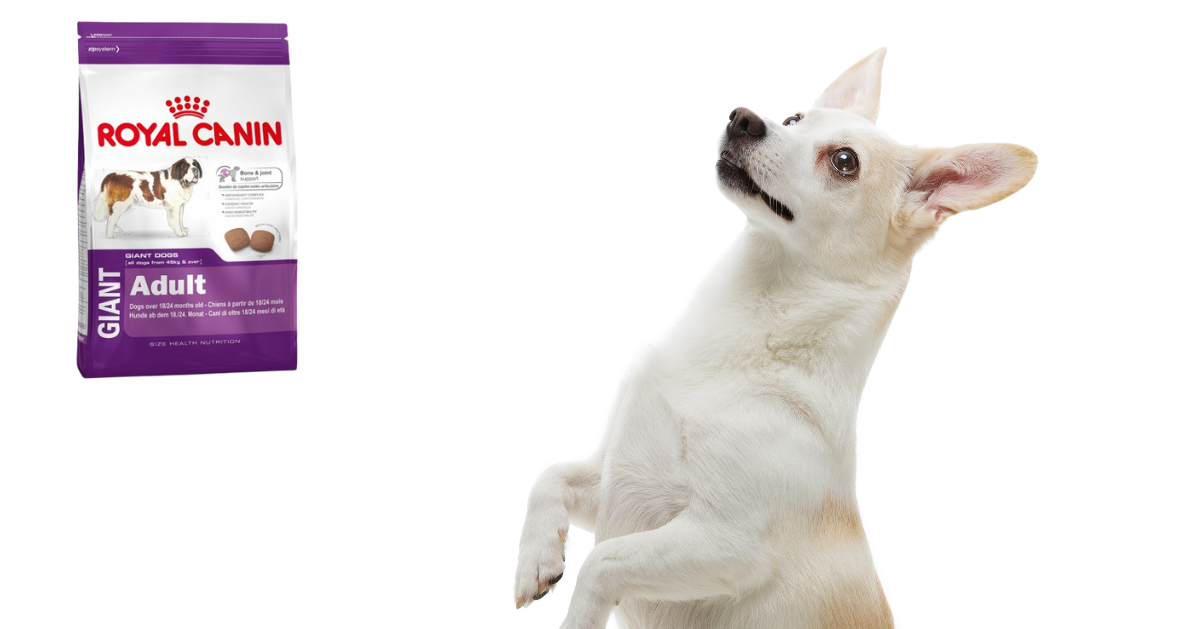 Royal Canin Hundefutter Test